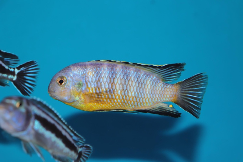 Tropheops gracilior 'Lutara Reef'